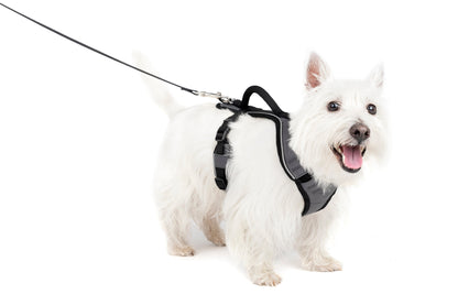 EasySport Harness