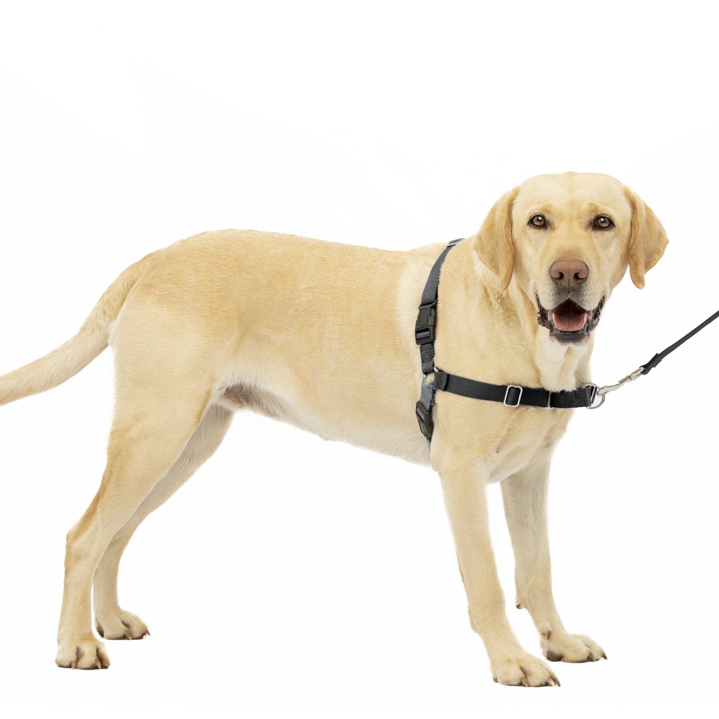 Easy Walk® Harness, No Pull Dog Harness