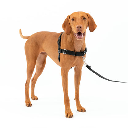 Easy Walk® Harness, No Pull Dog Harness