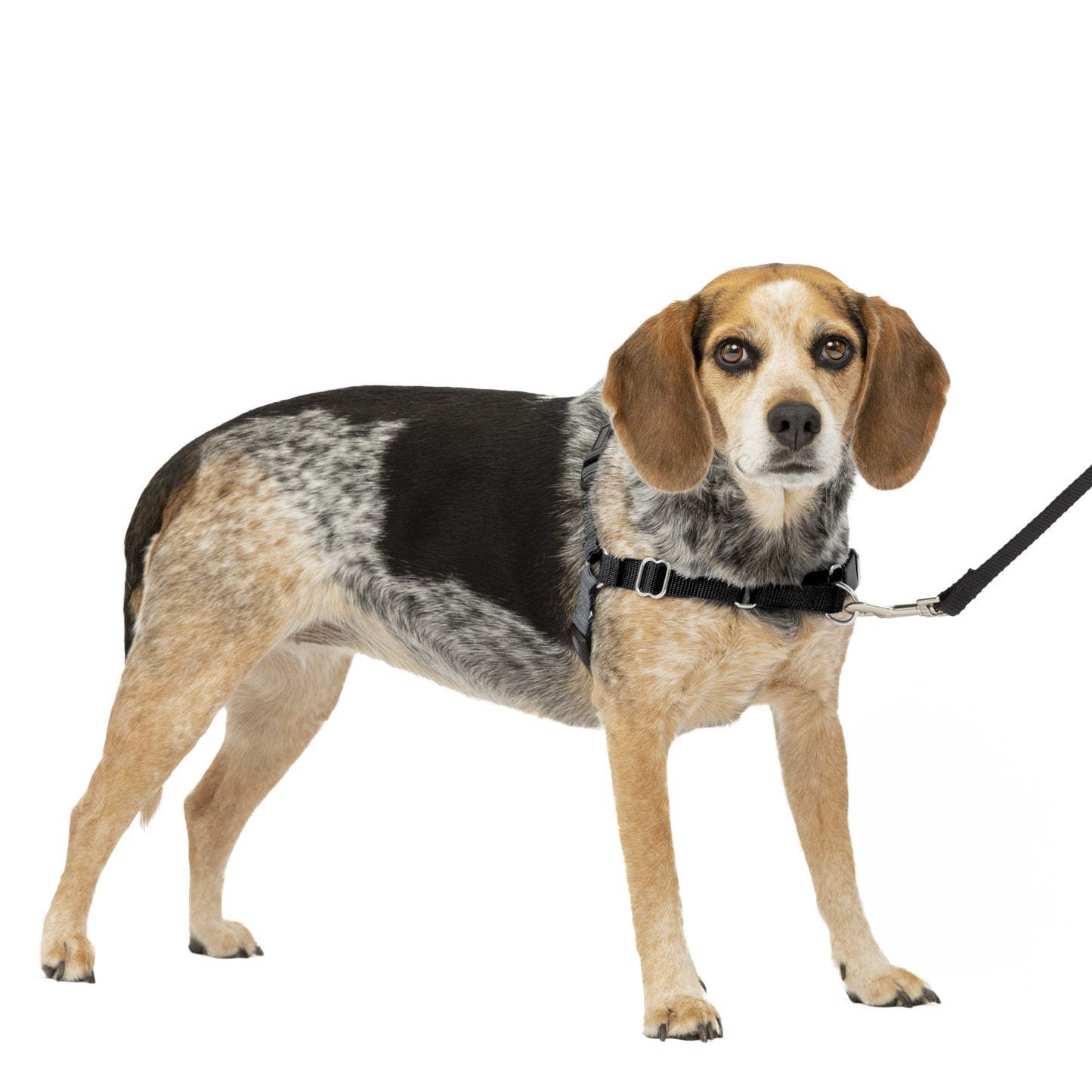 Easy Walk® Harness, No Pull Dog Harness