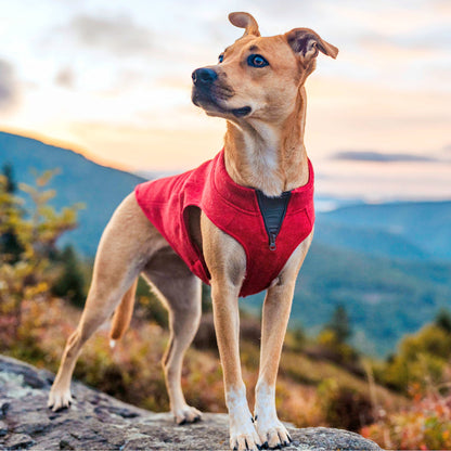 A dog wearing the K9 Core Sweater in Heather Red.
