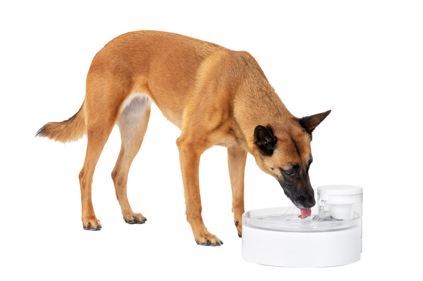 Dog drinking water from a clear bowl on a white background