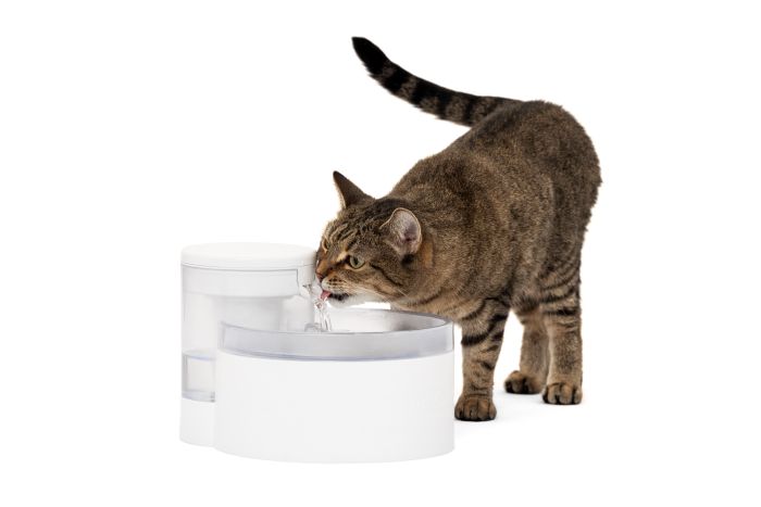 Cat drinking water from a white pet fountain on a white background