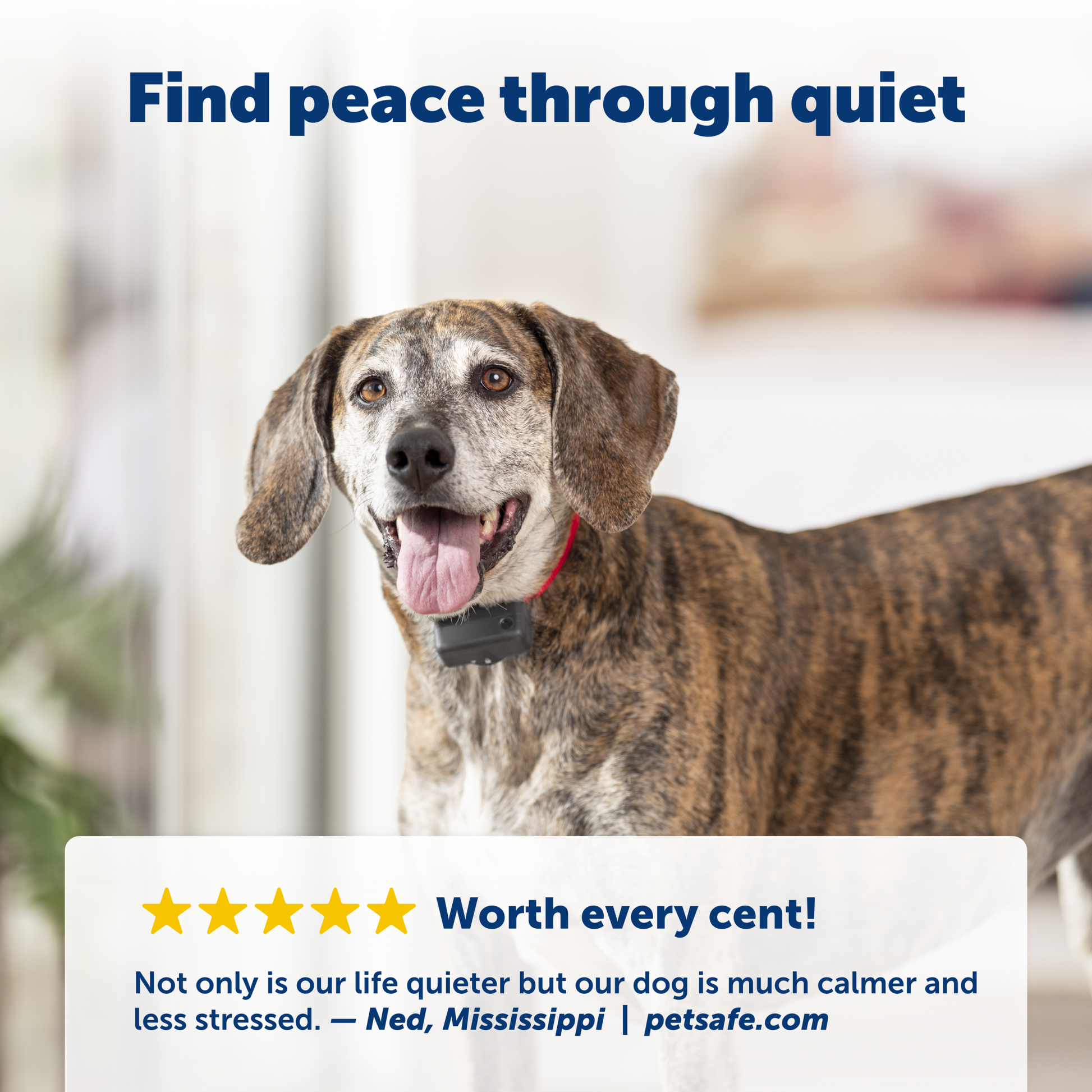 Basic Bark Control Collar