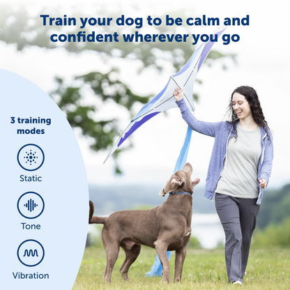 parent playing with their dog thats calm and confident