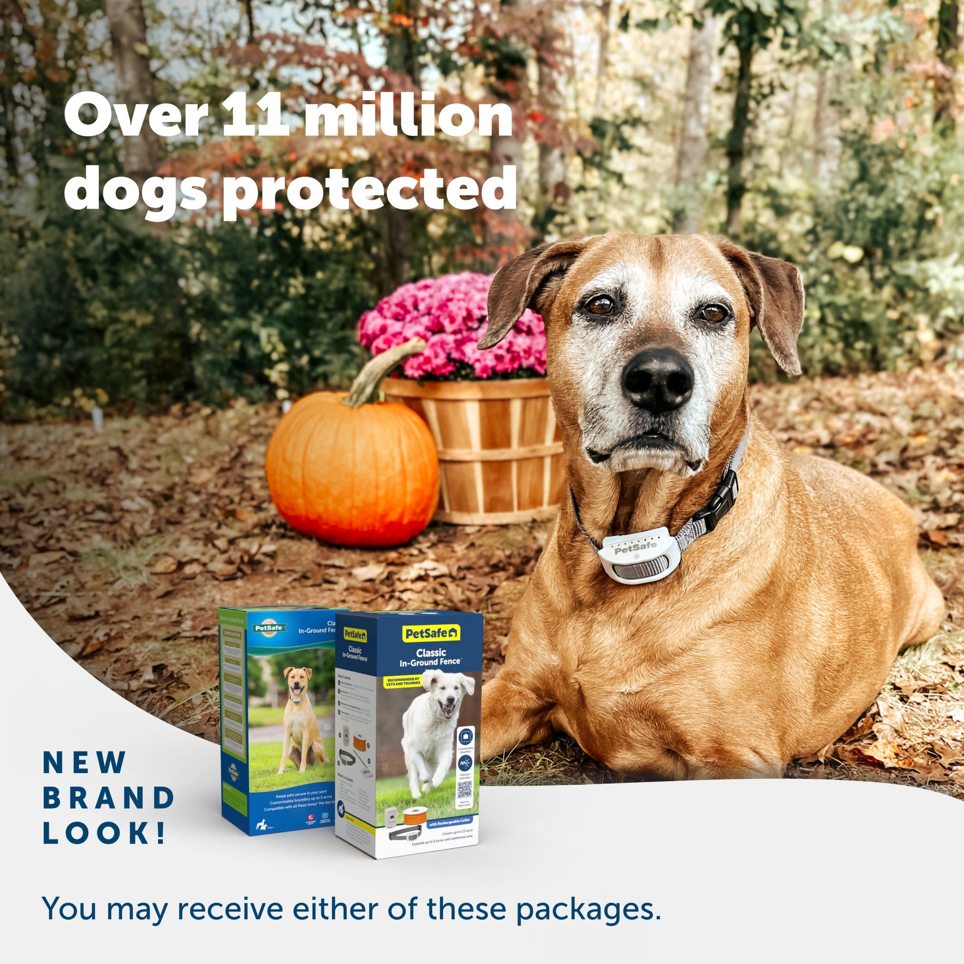 Dog sitting outdoors with pet food packages and a pumpkin, promoting a brand with over 11 million dogs protected.