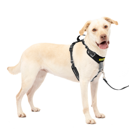 Easy Walk® Comfort No-Pull Dog Harness