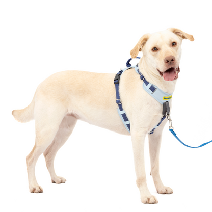 Easy Walk® Comfort No-Pull Dog Harness