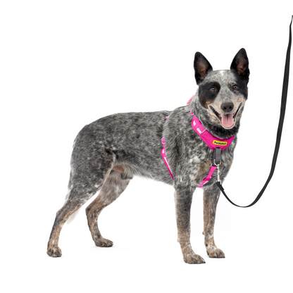Easy Walk® Comfort No-Pull Dog Harness