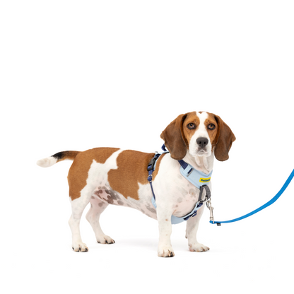 Easy Walk® Comfort No-Pull Dog Harness