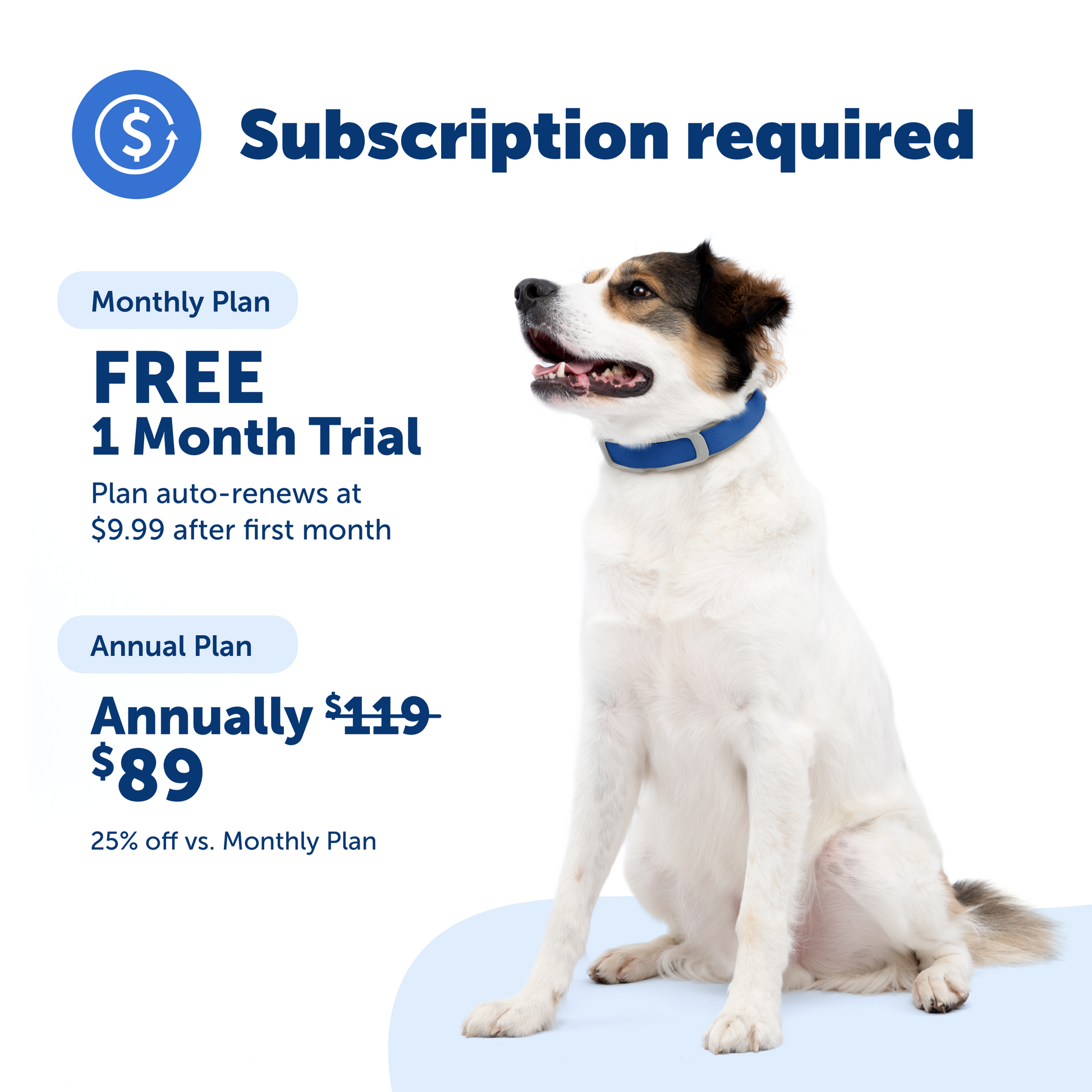 Dog wearing a blue collar with subscription plan details on a white background