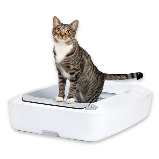 Cat sitting in ScoopFree® Crystal Plus Self-Cleaning Litter Box System in front of a white background.