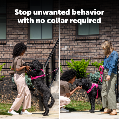 Two women walking, a black dog on a leash with text 'Stop unwanted behavior with no collar required' against a brick wall.