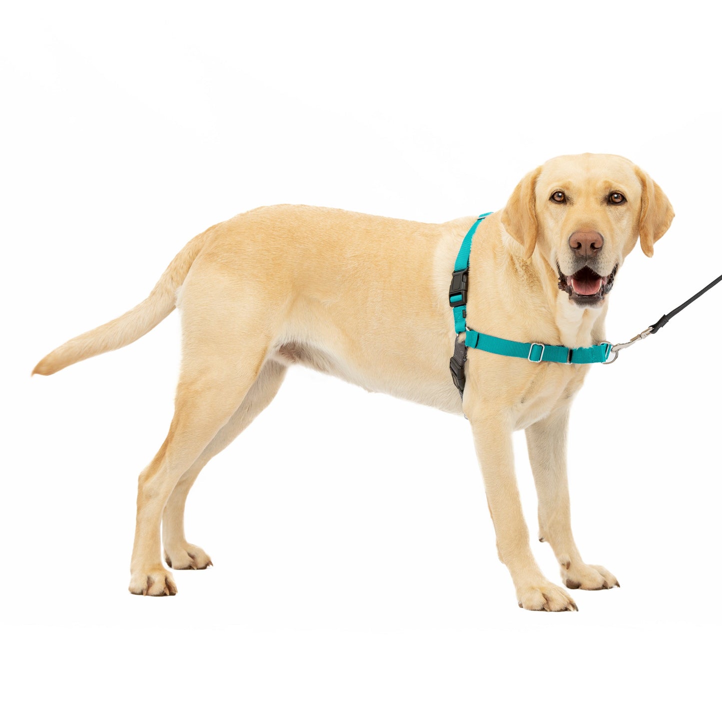 Easy Walk® Harness, No Pull Dog Harness