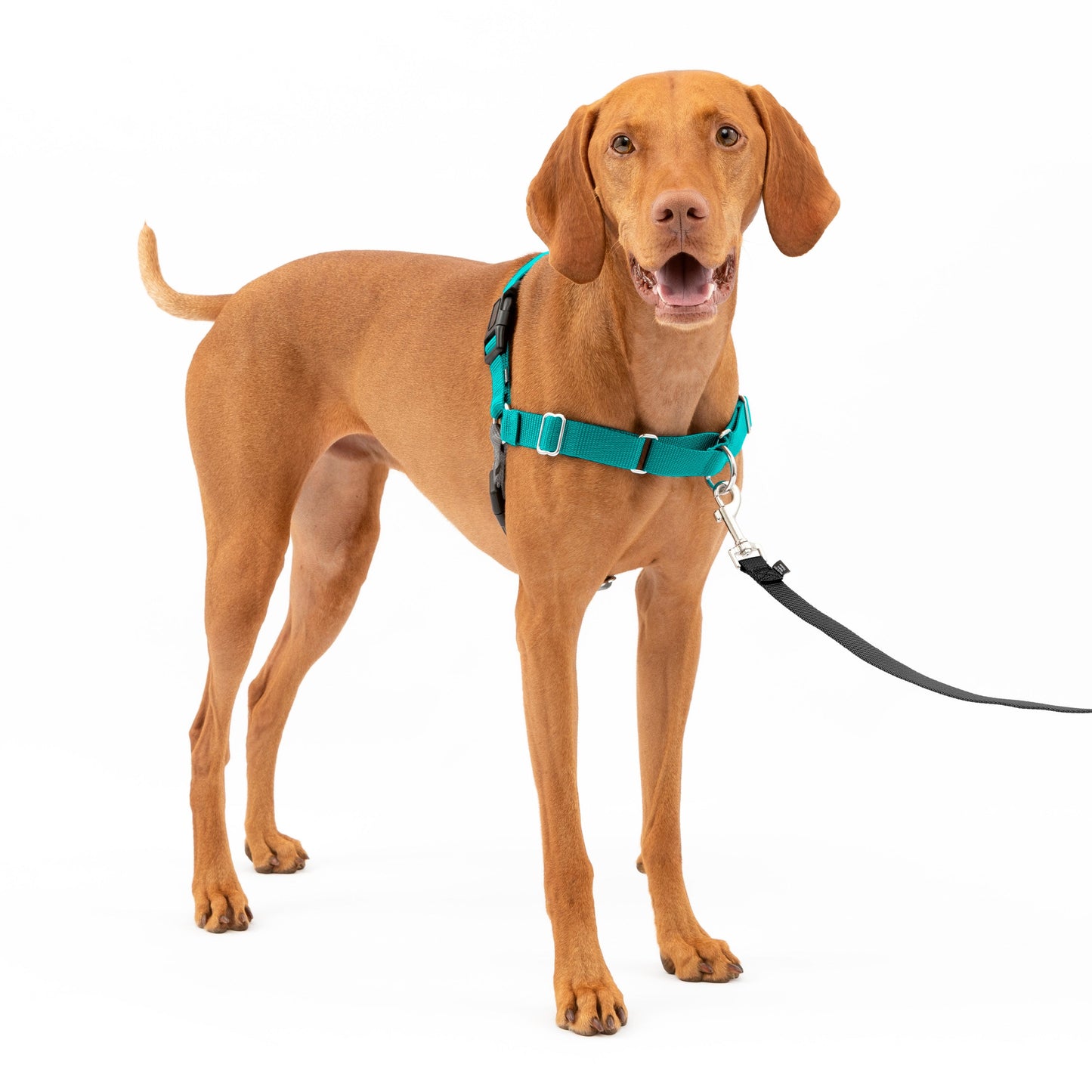 Easy Walk® Harness, No Pull Dog Harness