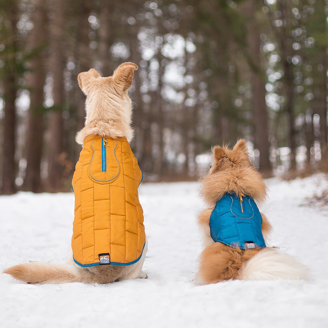 Two dogs wearing the Loft Jacket with blue/orange. The dog on the left is wearing it with the orange side out, and the dog on the right is wearing the jacket with the blue side out.