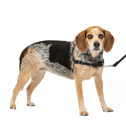 Easy Walk® Harness, No Pull Dog Harness