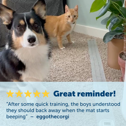 cat and dog by house plants showing how its perfect for deterring blurb from pumpkin and gray