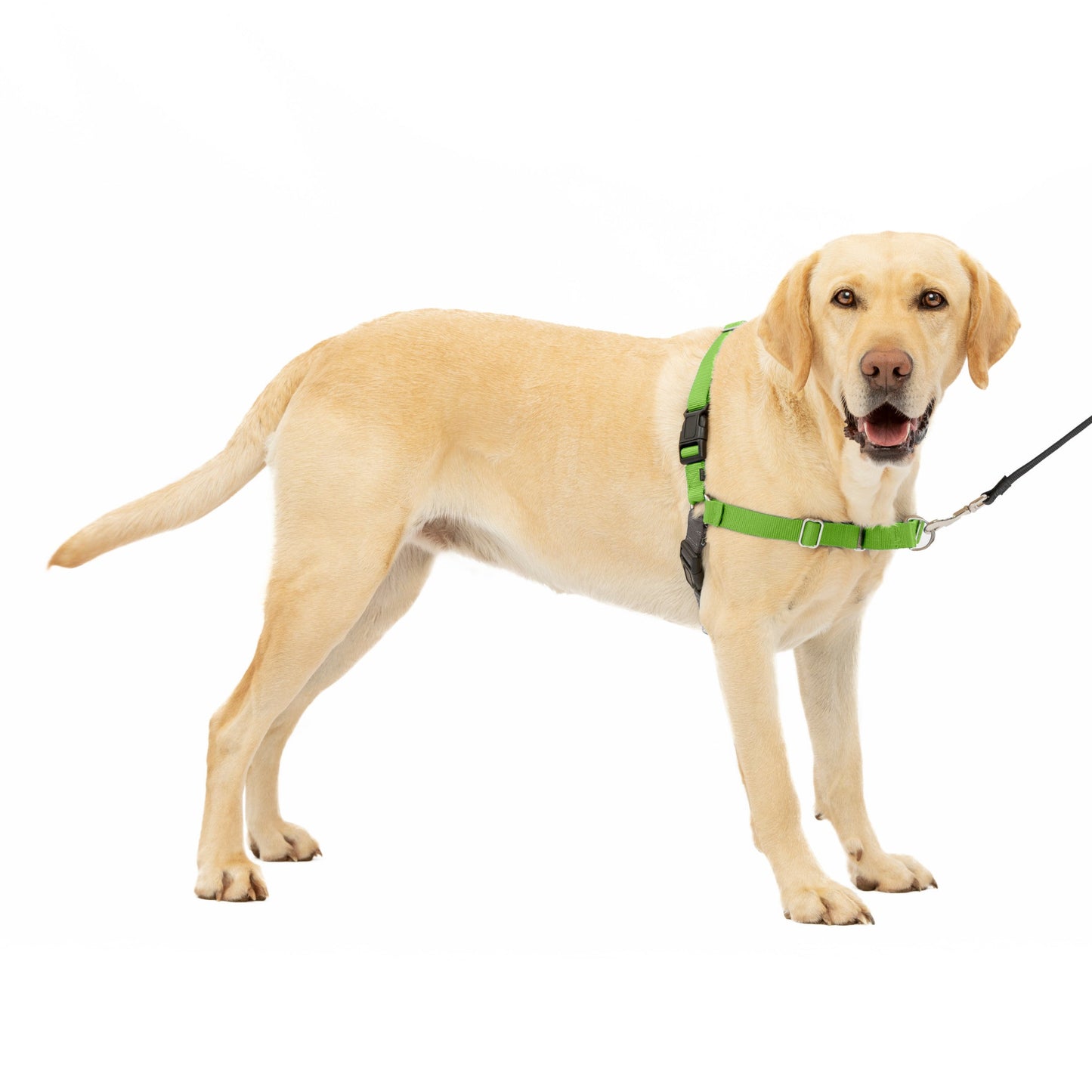 Easy Walk® Harness, No Pull Dog Harness