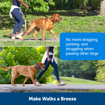 Soft Point Training Collar