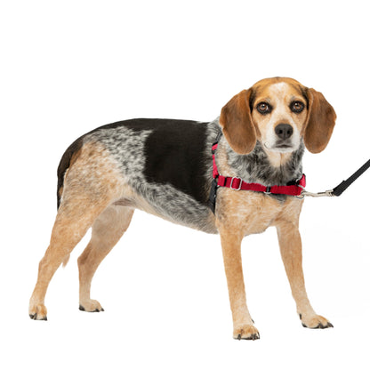 Easy Walk® Harness, No Pull Dog Harness