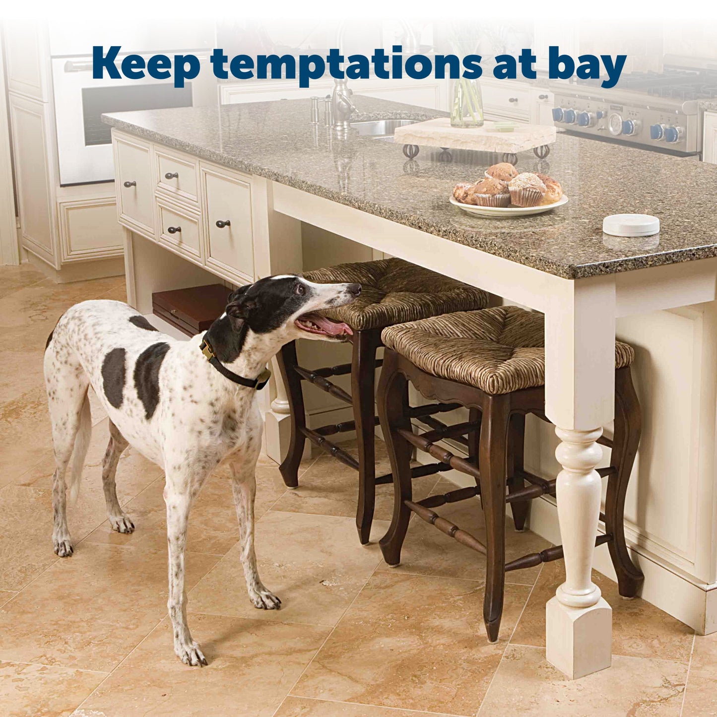 dog by a table with food on it with text overlay that says keep temptations at bay