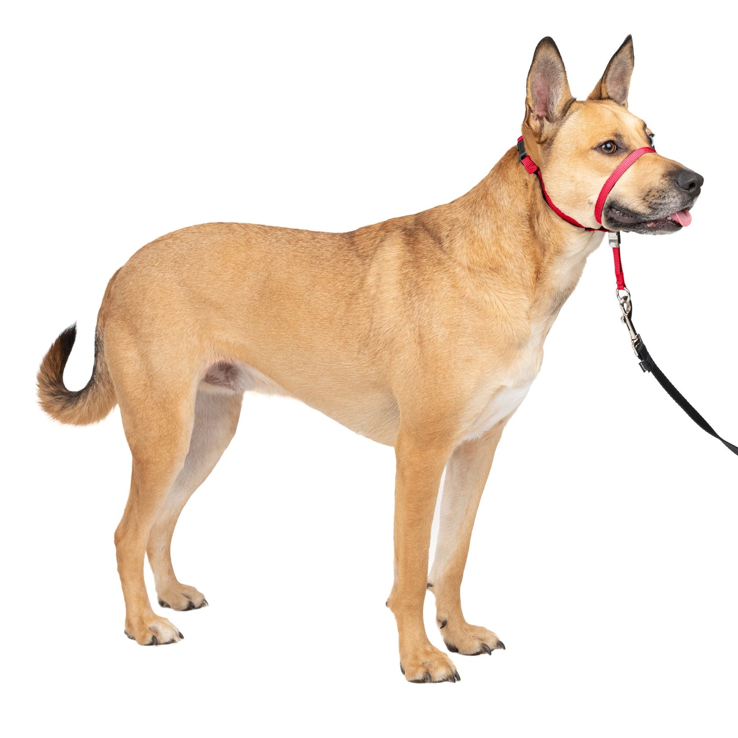 Gentle Leader® Headcollar, No-Pull Dog Collar