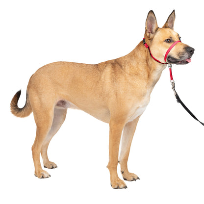 Gentle Leader® Headcollar, No-Pull Dog Collar
