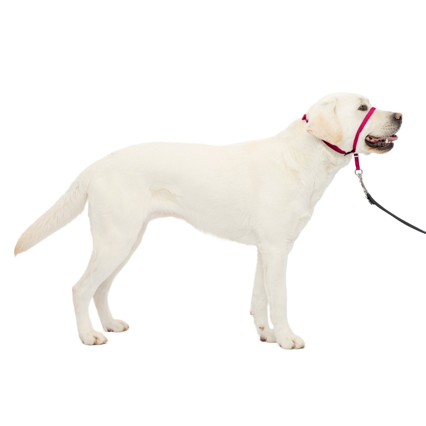 Gentle Leader® Headcollar, No-Pull Dog Collar
