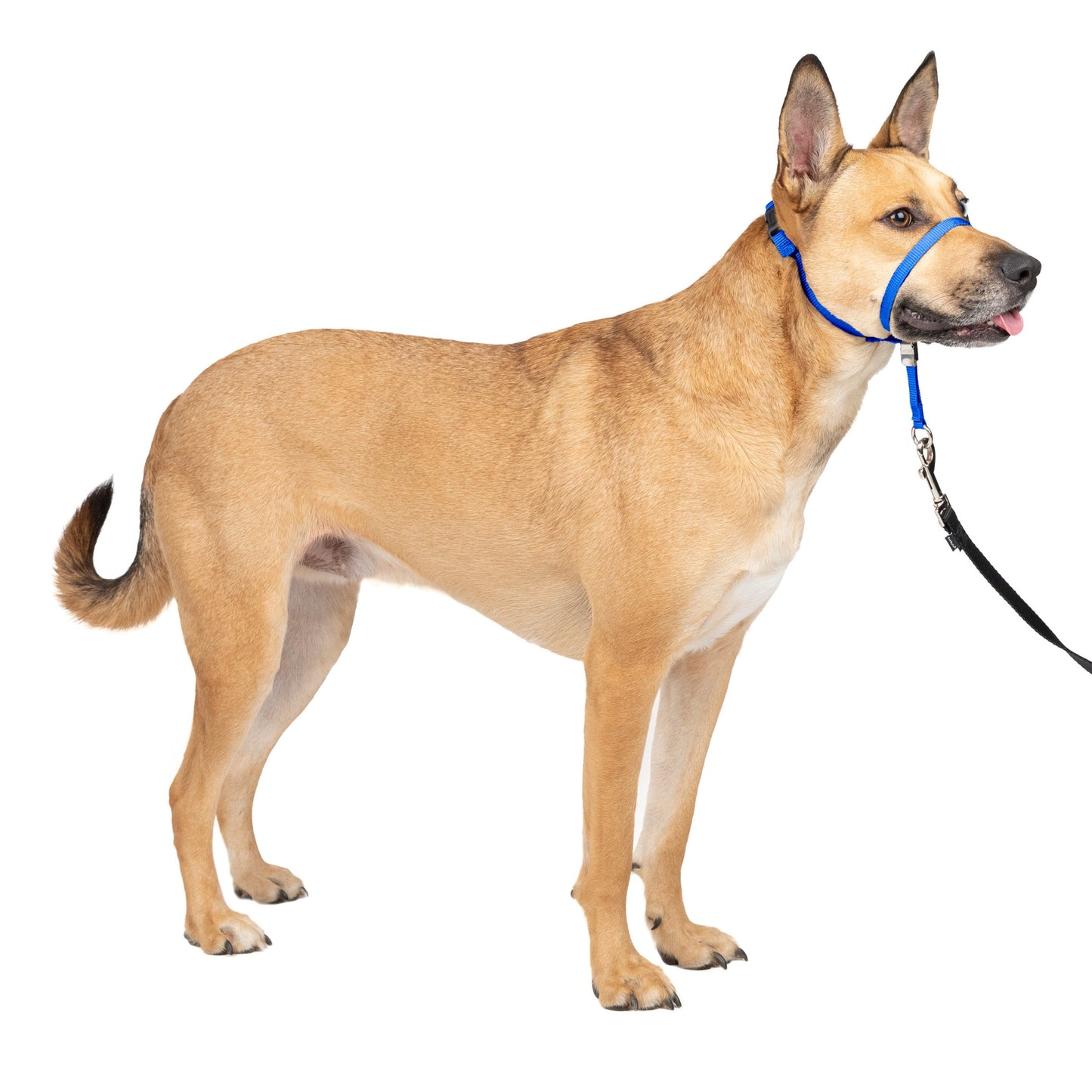 Gentle Leader® Headcollar, No-Pull Dog Collar