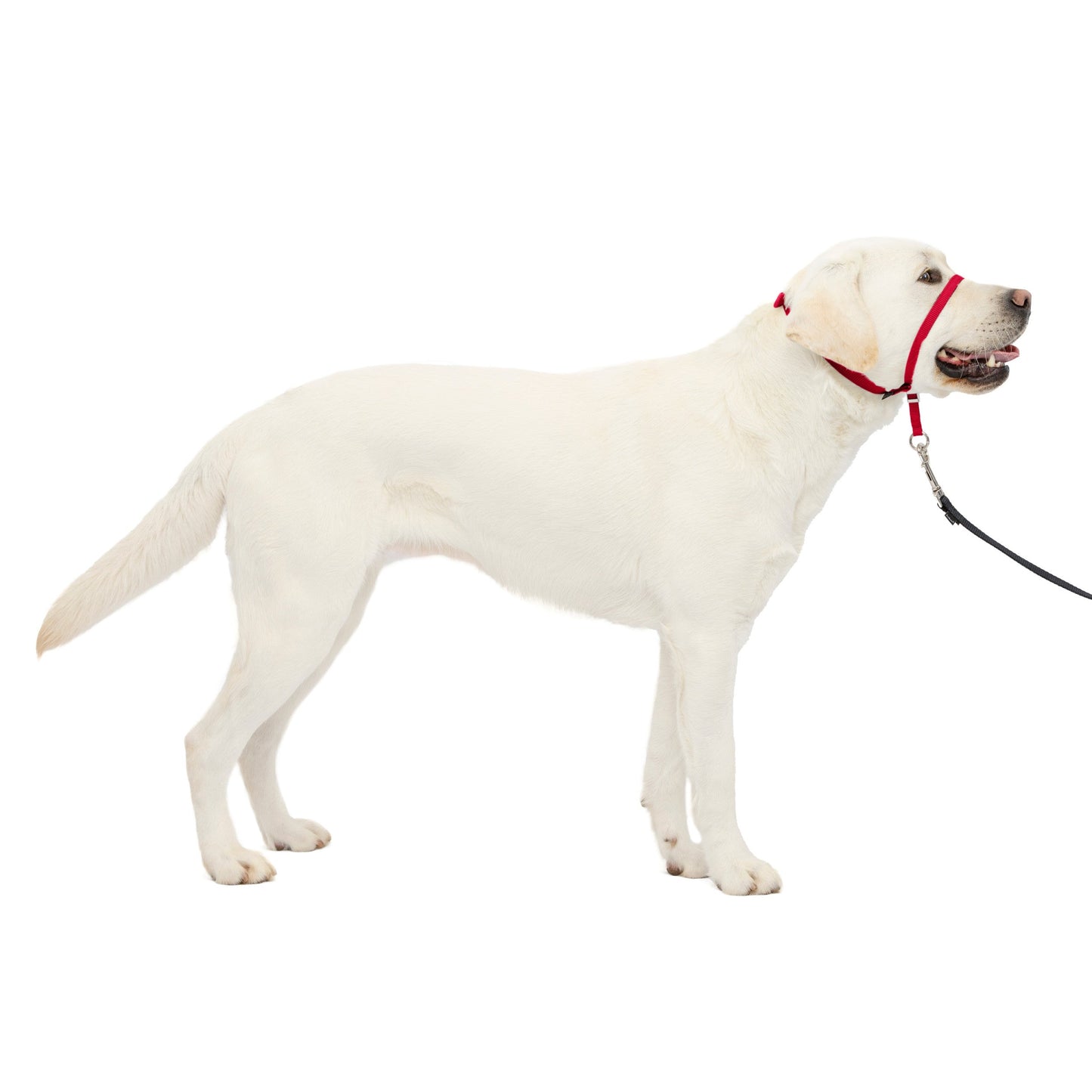 Gentle Leader® Headcollar, No-Pull Dog Collar