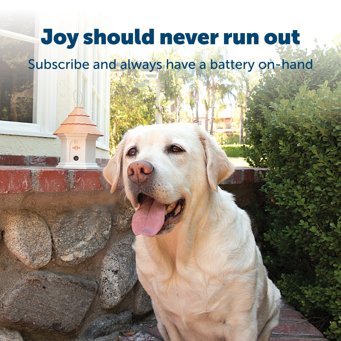 dog sitting outside with text overlay and subscription mention