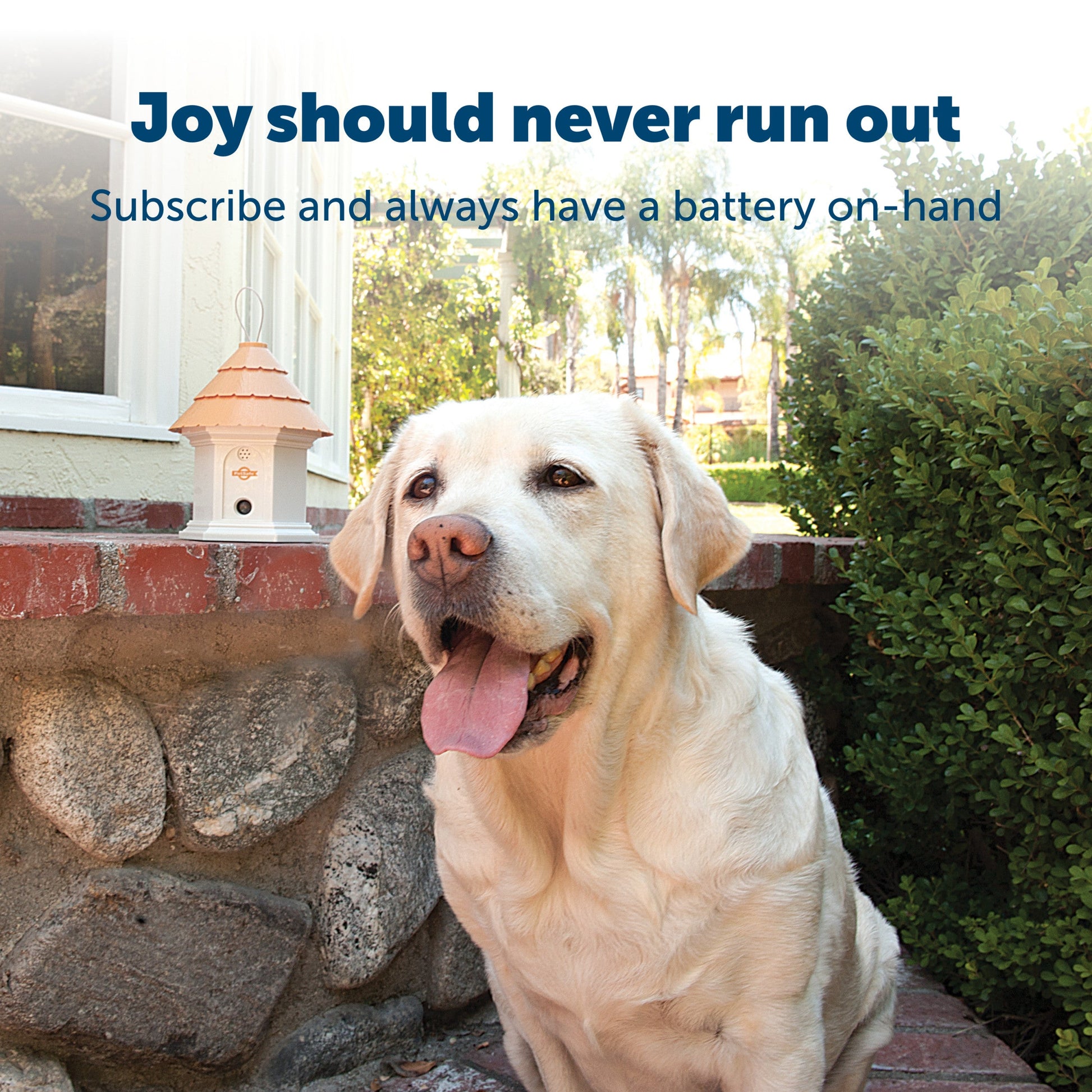 dog sitting outside with text overlay and subscription mention