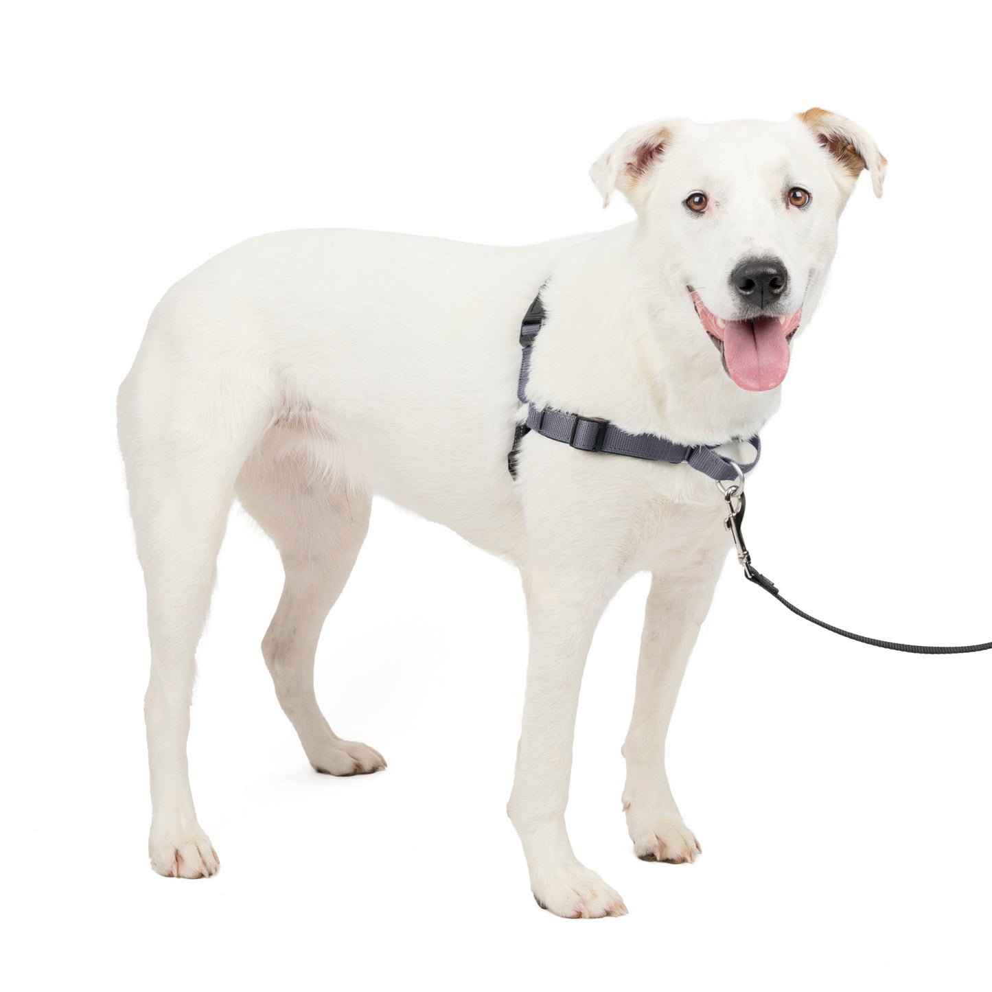 Deluxe Easy Walk® Harness