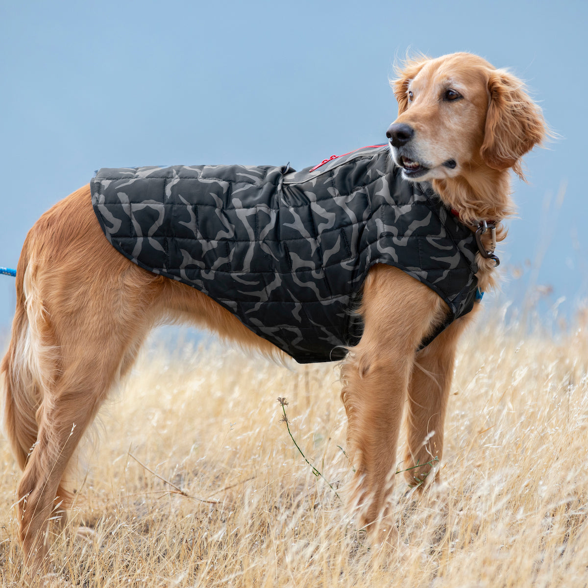 A Golden Retriever wearing the Loft Jacket in River Run in a field.