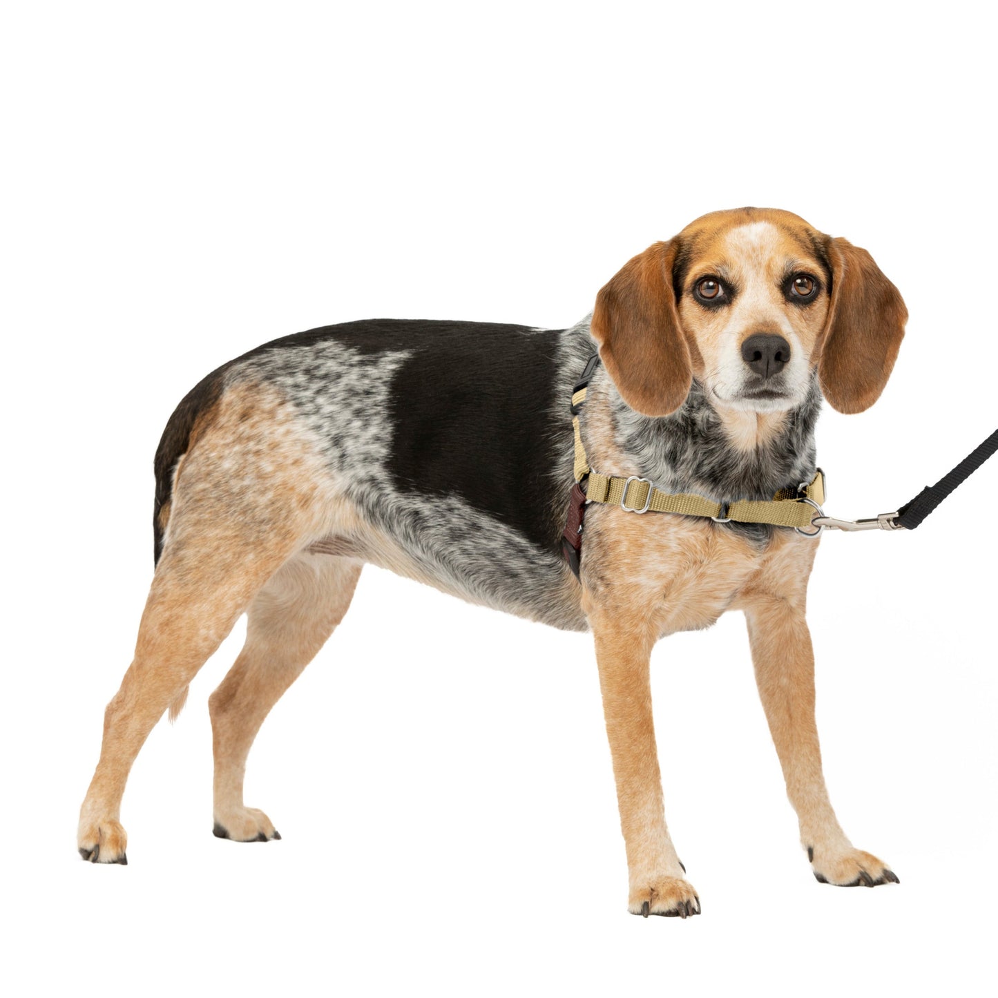 Easy Walk® Harness, No Pull Dog Harness