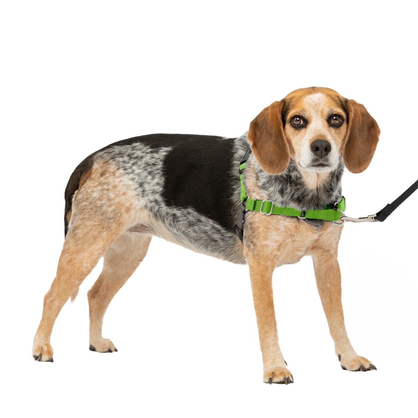 Easy Walk® Harness, No Pull Dog Harness