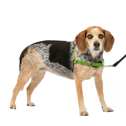 Easy Walk® Harness, No Pull Dog Harness