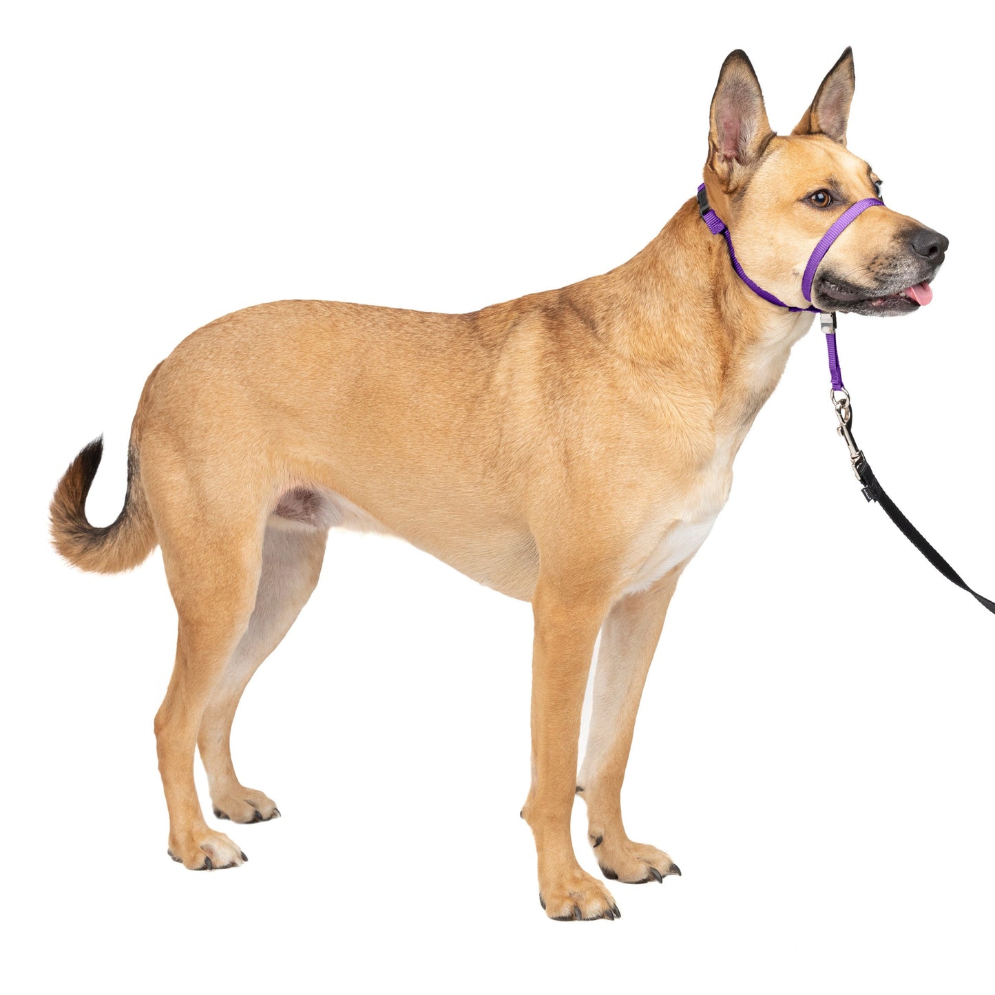 Gentle Leader® Headcollar, No-Pull Dog Collar