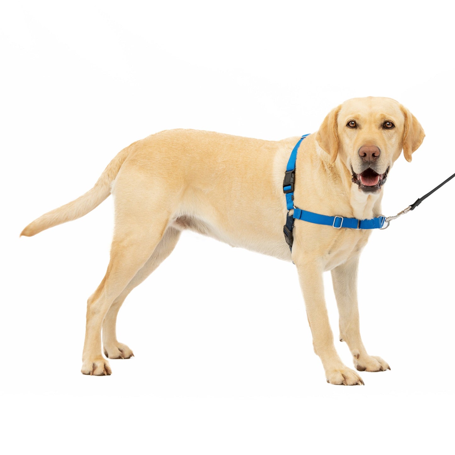 Easy Walk® Harness, No Pull Dog Harness