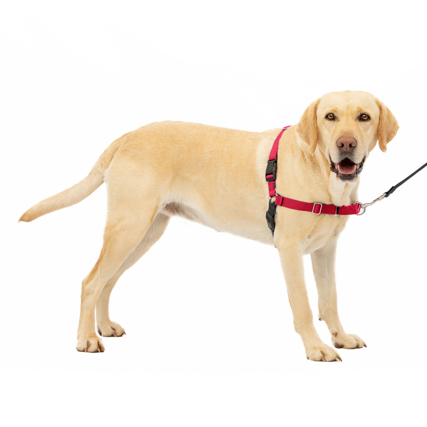 Easy Walk® Harness, No Pull Dog Harness