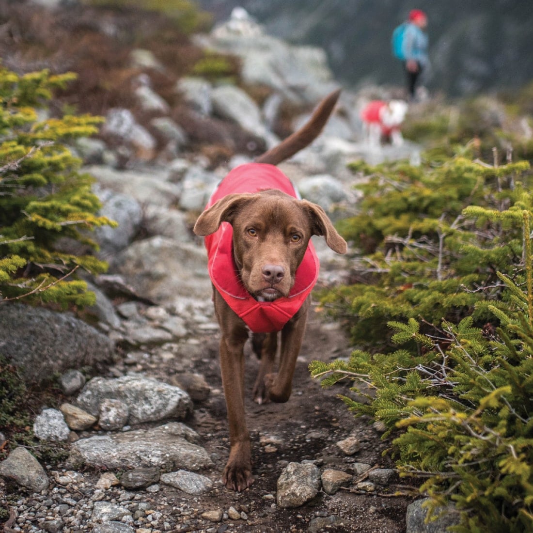North Country Dog Coat