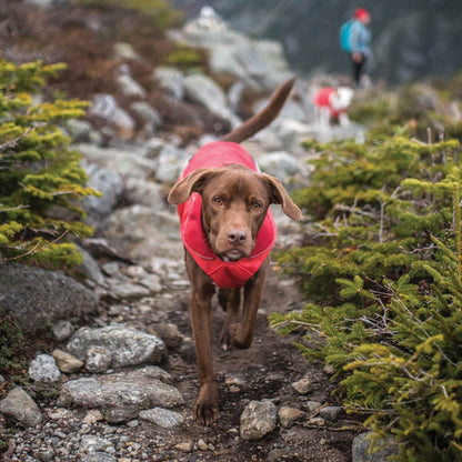 North Country Dog Coat