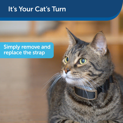 Collar Strap for Cats