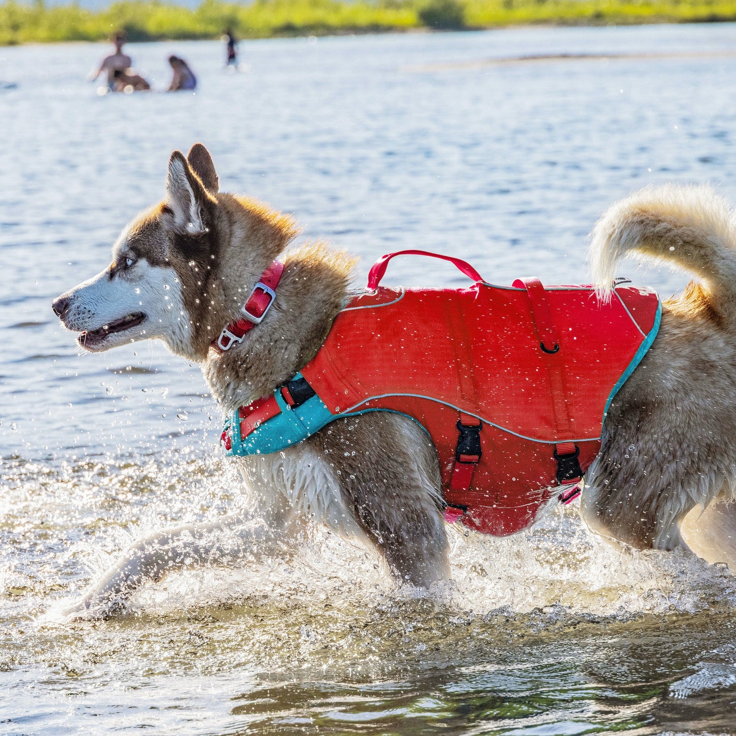 Surf N Turf Dog Life Jacket