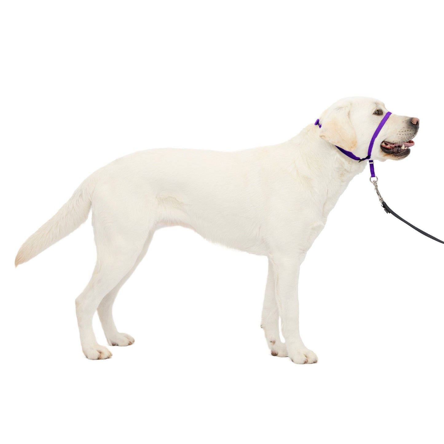 Gentle Leader® Headcollar, No-Pull Dog Collar