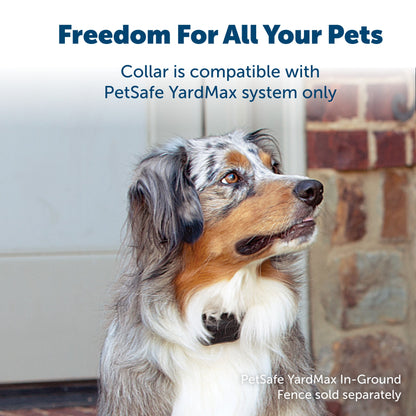 australian shepherd with a yardmax collar on freedom for all your pets collar is compatible with petsafe yardmax system only