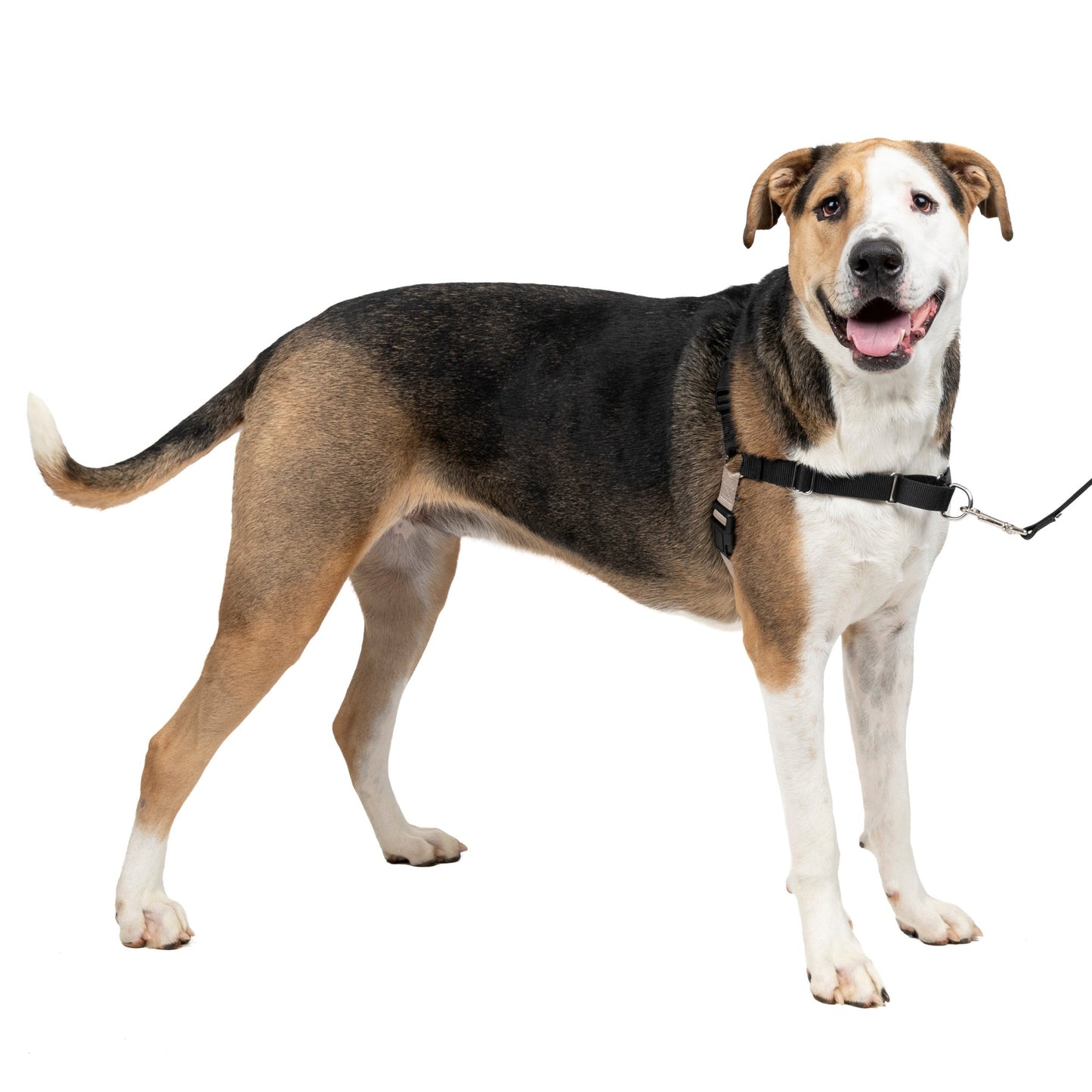 Easy Walk® Harness, No Pull Dog Harness