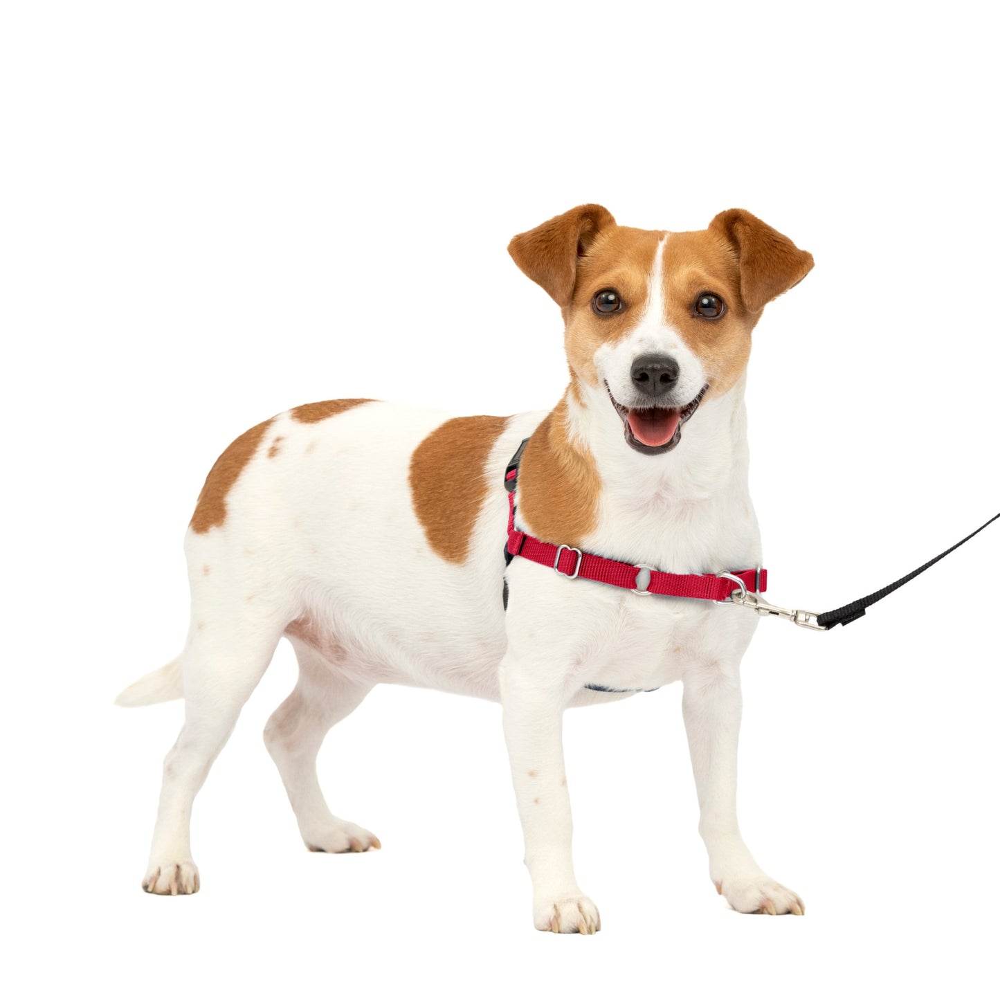 Easy Walk® Harness, No Pull Dog Harness