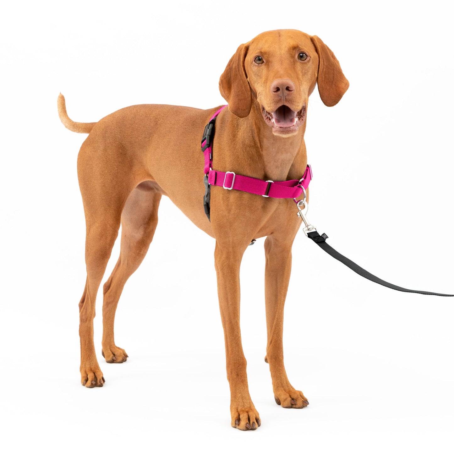 Easy Walk® Harness, No Pull Dog Harness